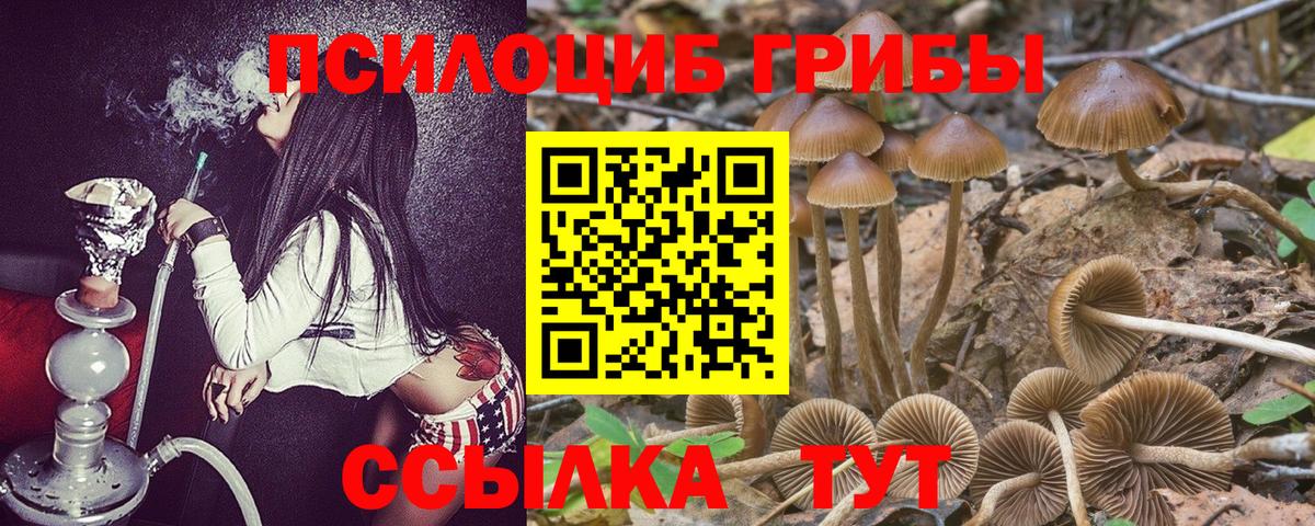Галлюциногенные грибы Psilocybine cubensis Дзержинский